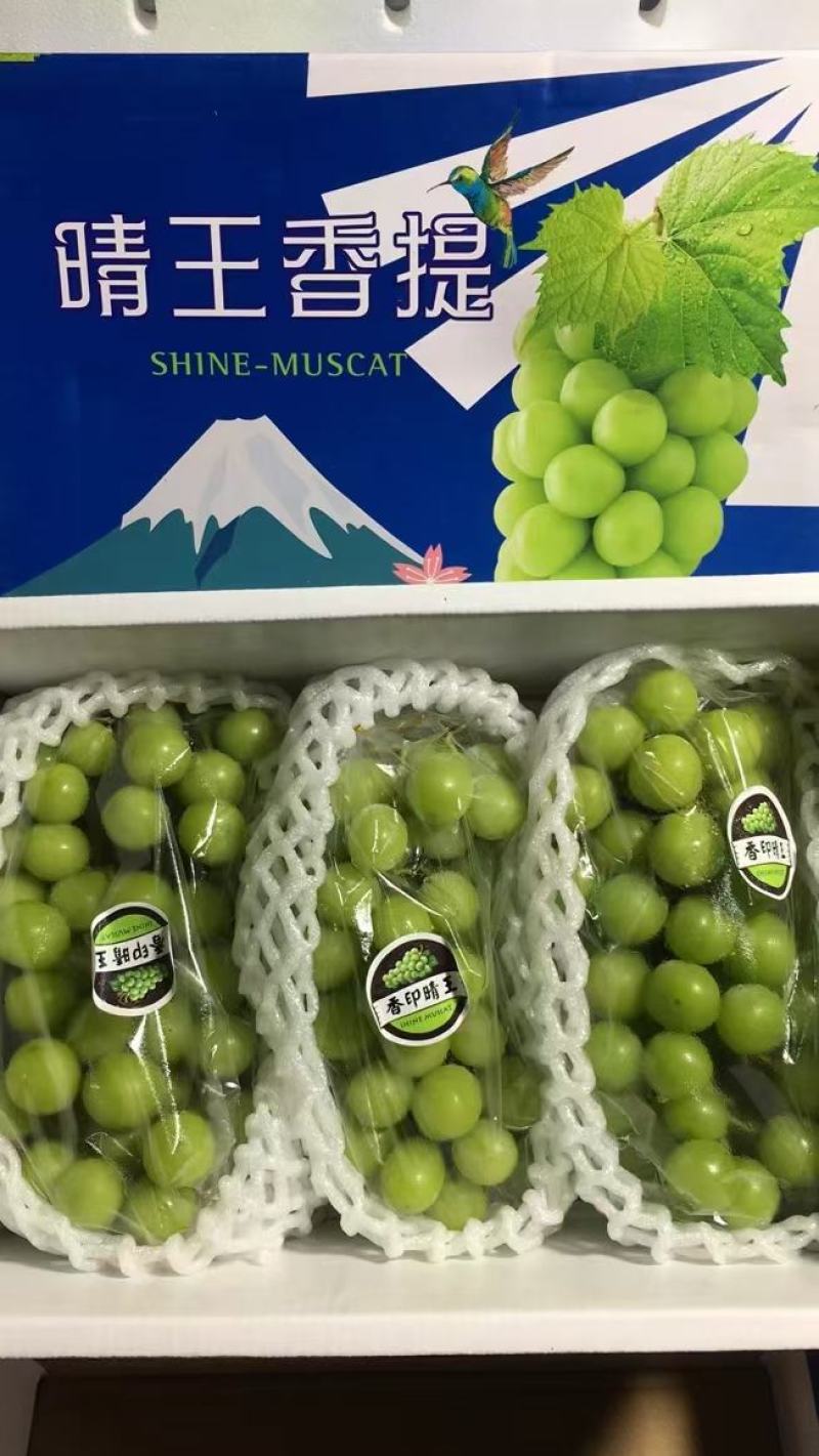 葡萄【陕西大荔精品阳光玫瑰葡萄】阳光玫瑰葡萄批发价格