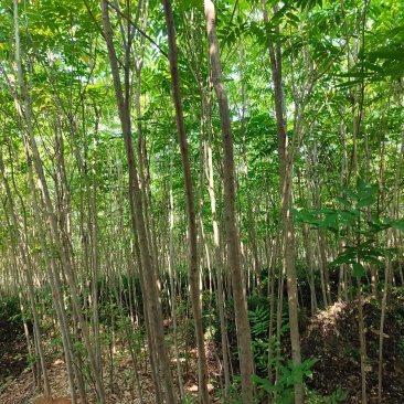 绿化树