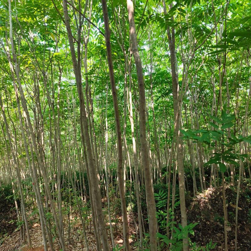 绿化树