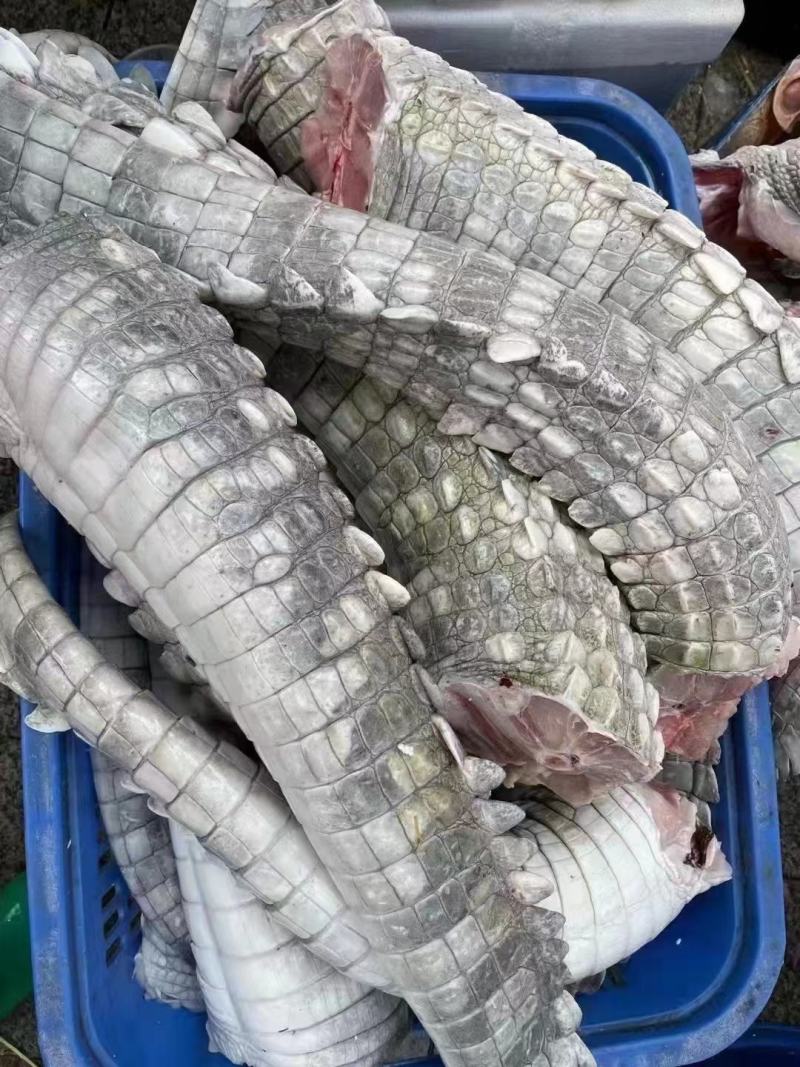 大量批发零售15到20斤的商品，鳄鱼，鳄鱼肉，鳄鱼背鳄鱼