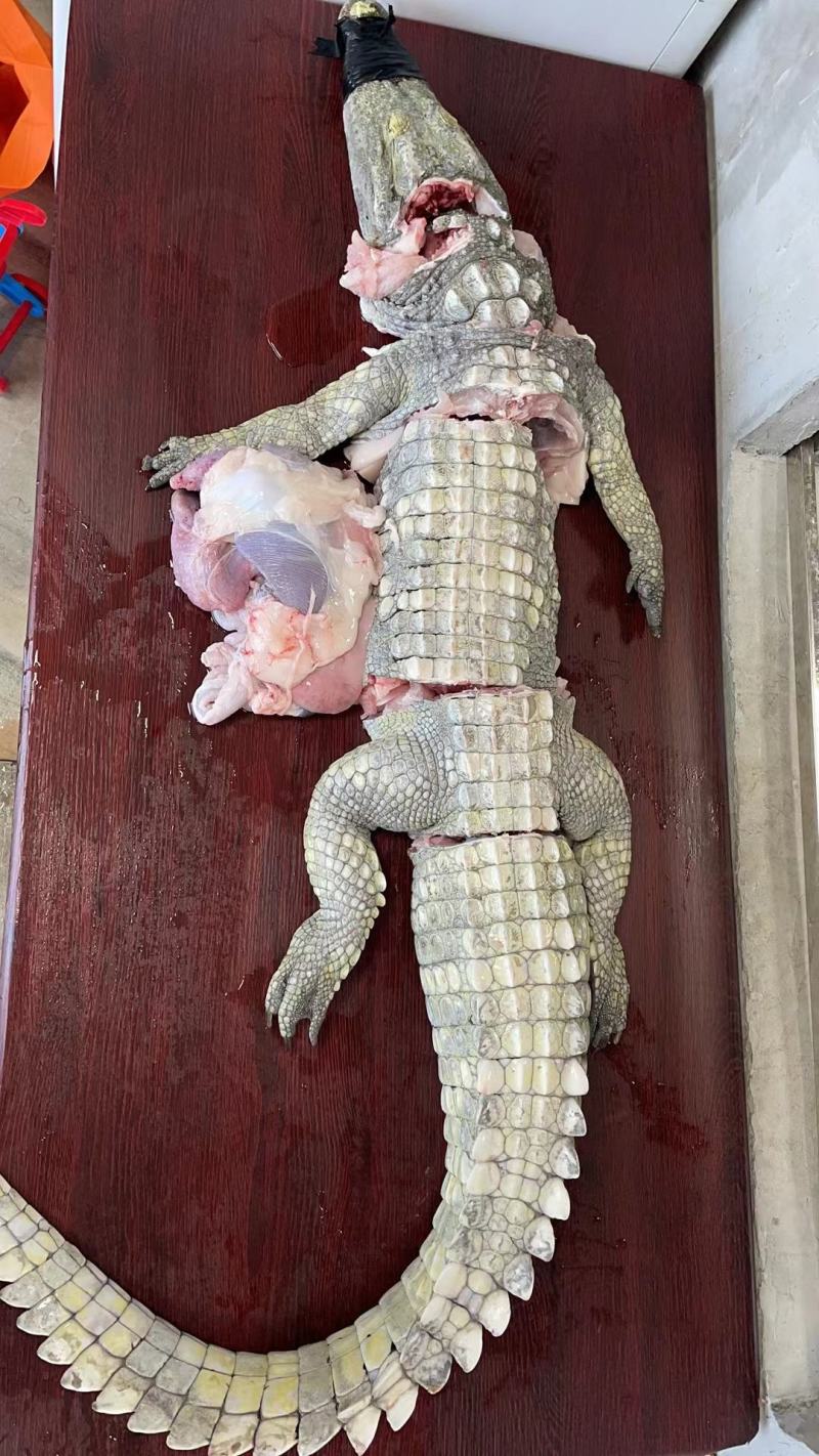大量批发零售15到20斤的商品，鳄鱼，鳄鱼肉，鳄鱼背鳄鱼