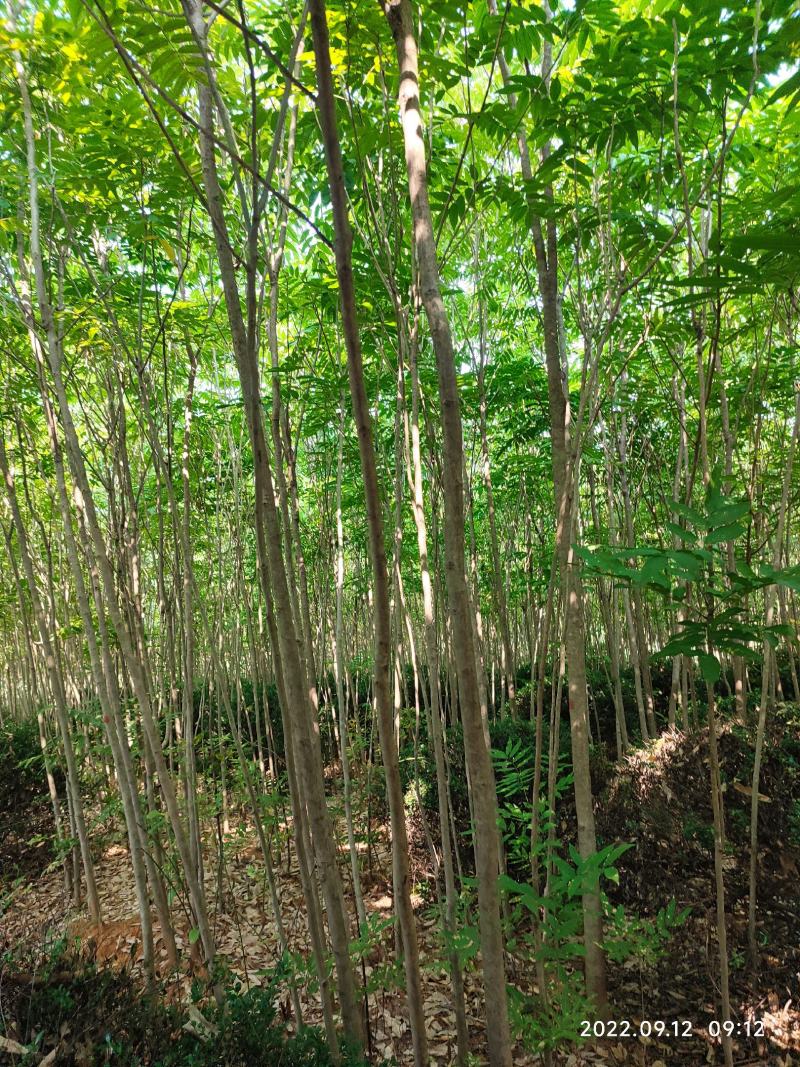 绿化树