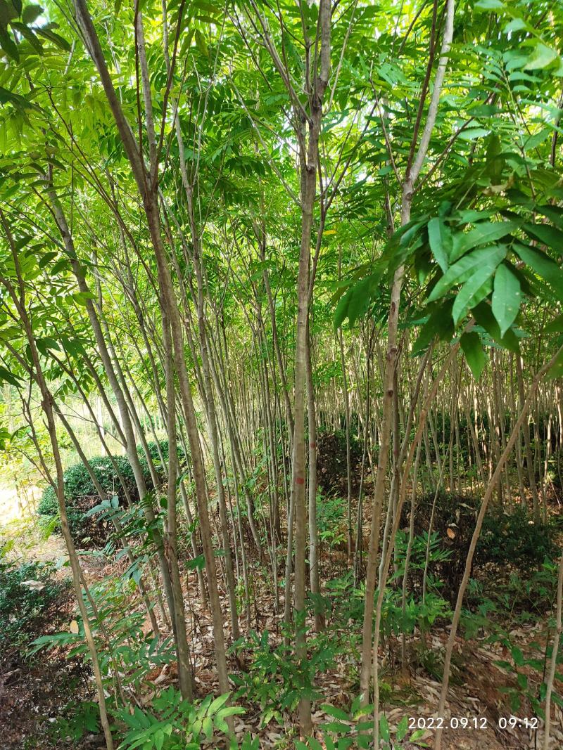 绿化树