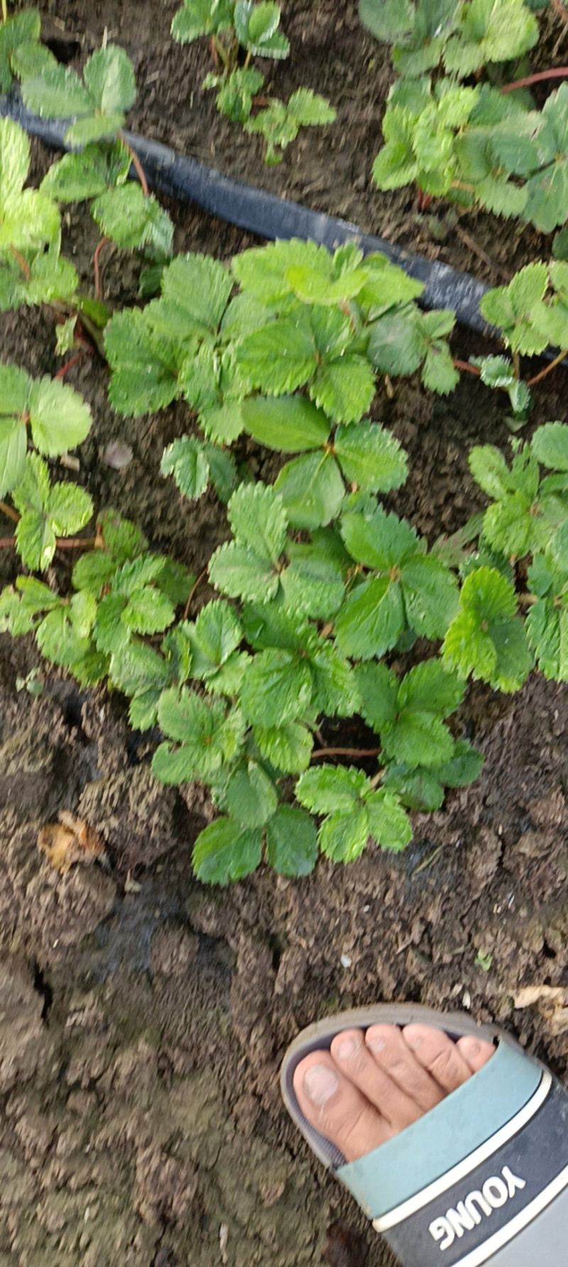 草莓假植苗(天仙醉)