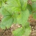 草莓假植苗(天仙醉)