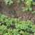 草莓假植苗(天仙醉)