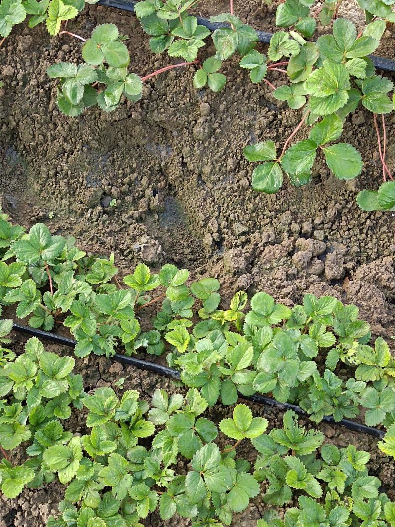 草莓假植苗(天仙醉)