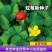 蛇莓种子野生草莓多年生园林地被花籽草坪点缀庭院盆栽花卉