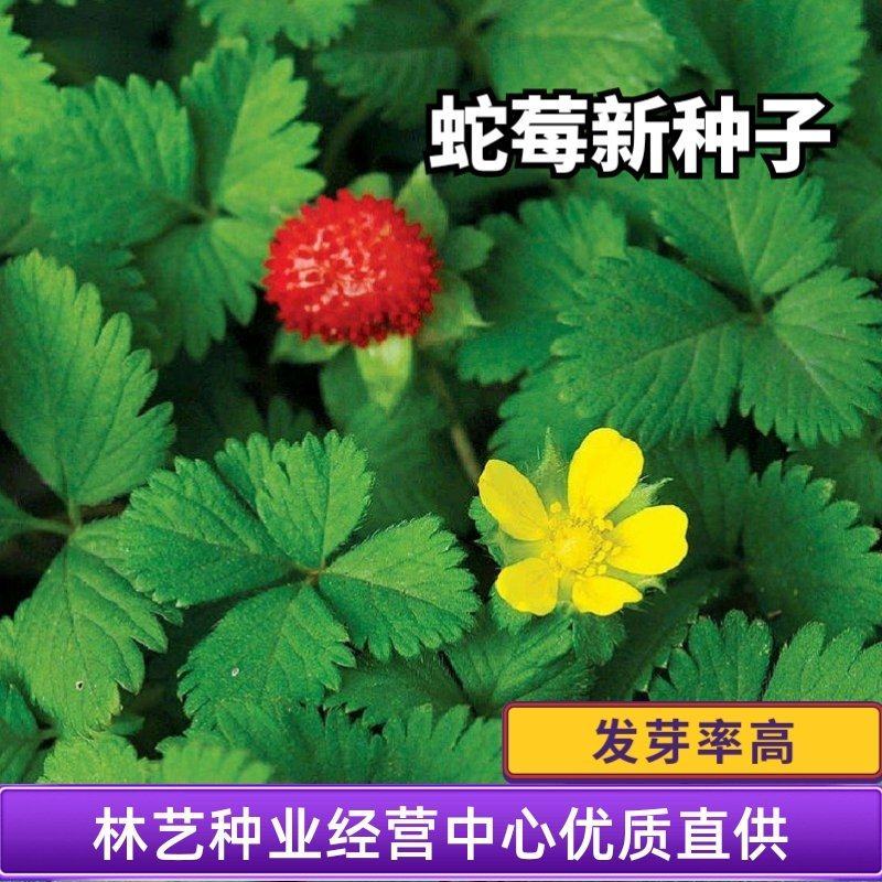 蛇莓种子野生草莓多年生园林地被花籽草坪点缀庭院盆栽花卉