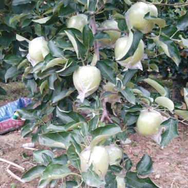 王林苹果，脆甜多汁