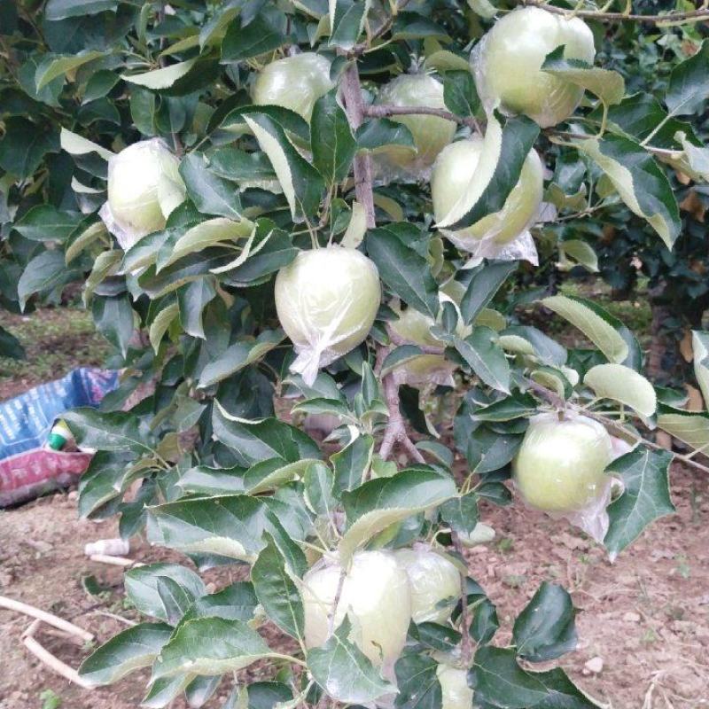 王林苹果，脆甜多汁