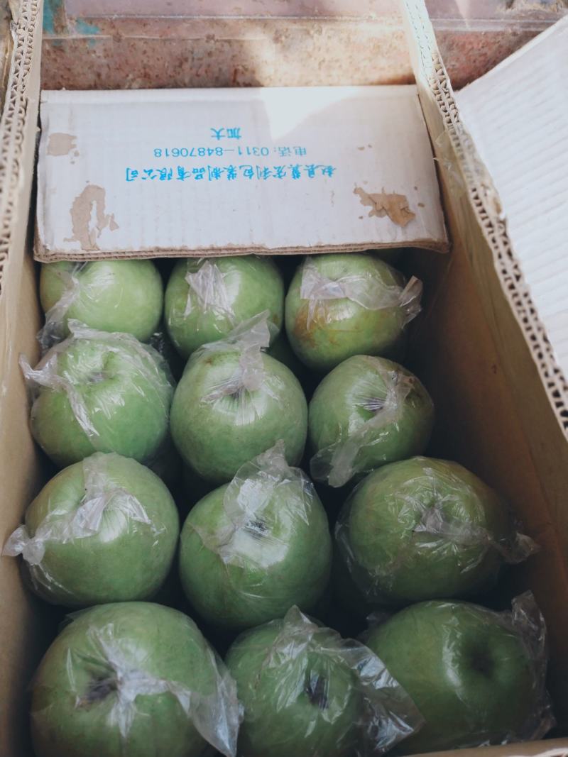 王林苹果，脆甜多汁