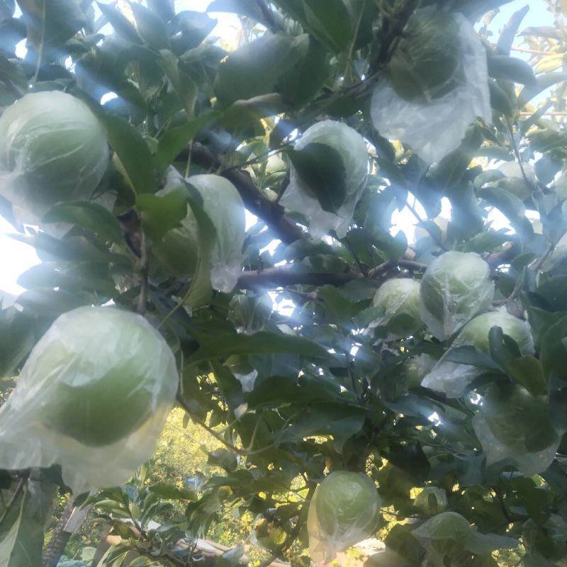 王林苹果，脆甜多汁