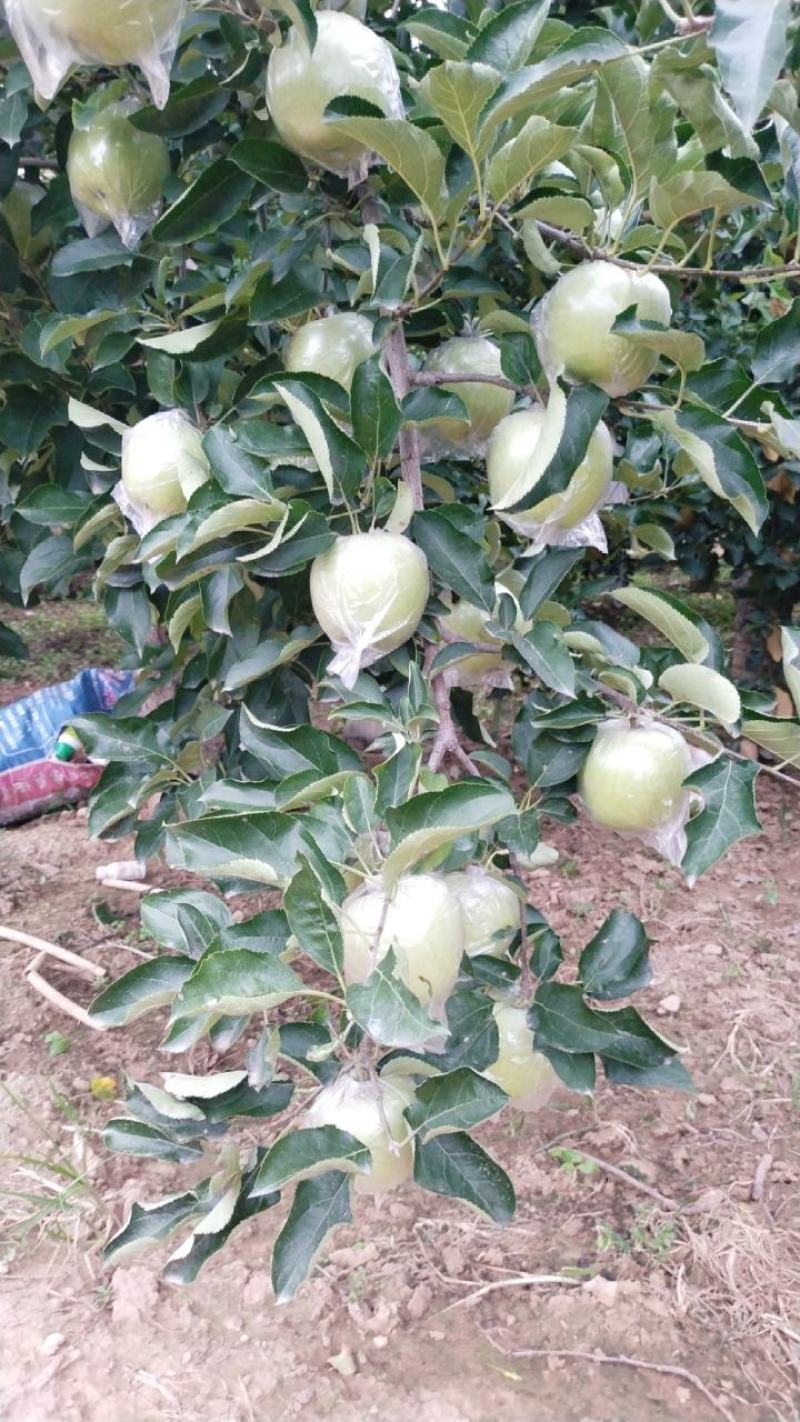 王林苹果，脆甜多汁