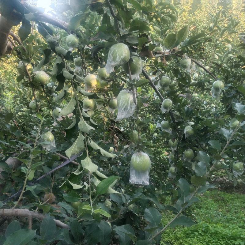 王林苹果，脆甜多汁