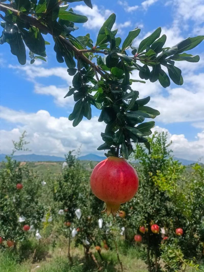 自家种植、自家种植、四川会理突尼斯软籽石榴，皮薄籽软