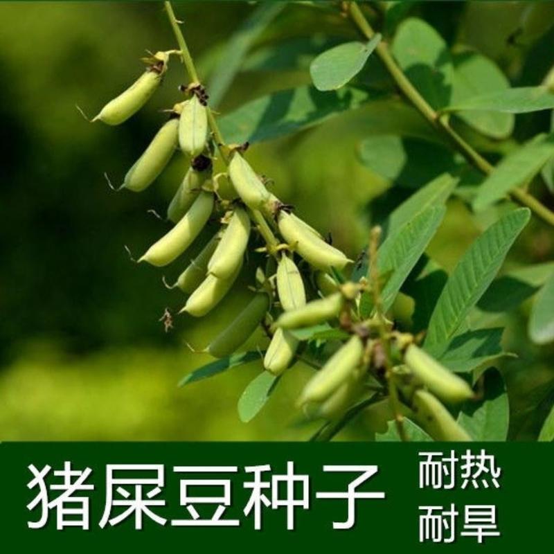 猪屎豆种子多年生草本植物耐寒耐旱灌木花期长园林绿化苗药材