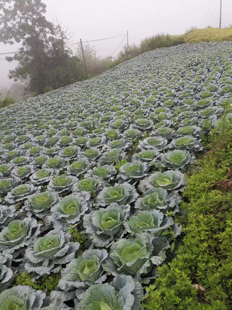 连花白松白菜西园京丰需要朋友赶快联系价格便宜
