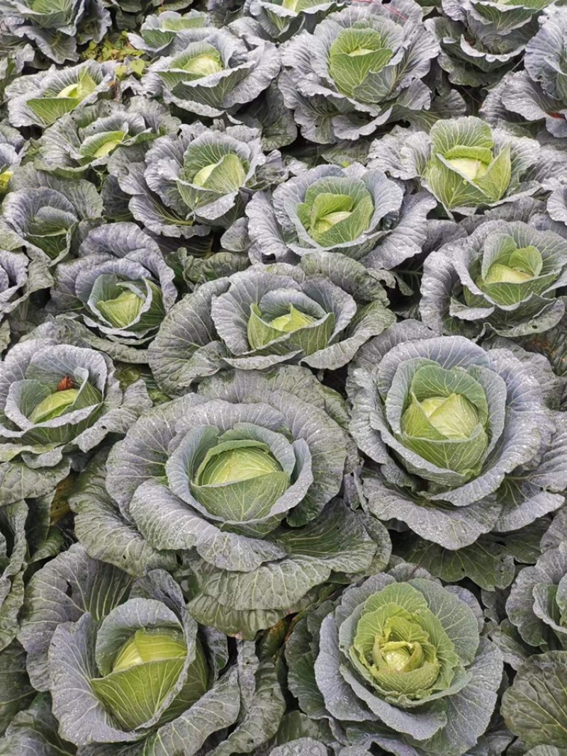 连花白松白菜西园京丰需要朋友赶快联系价格便宜