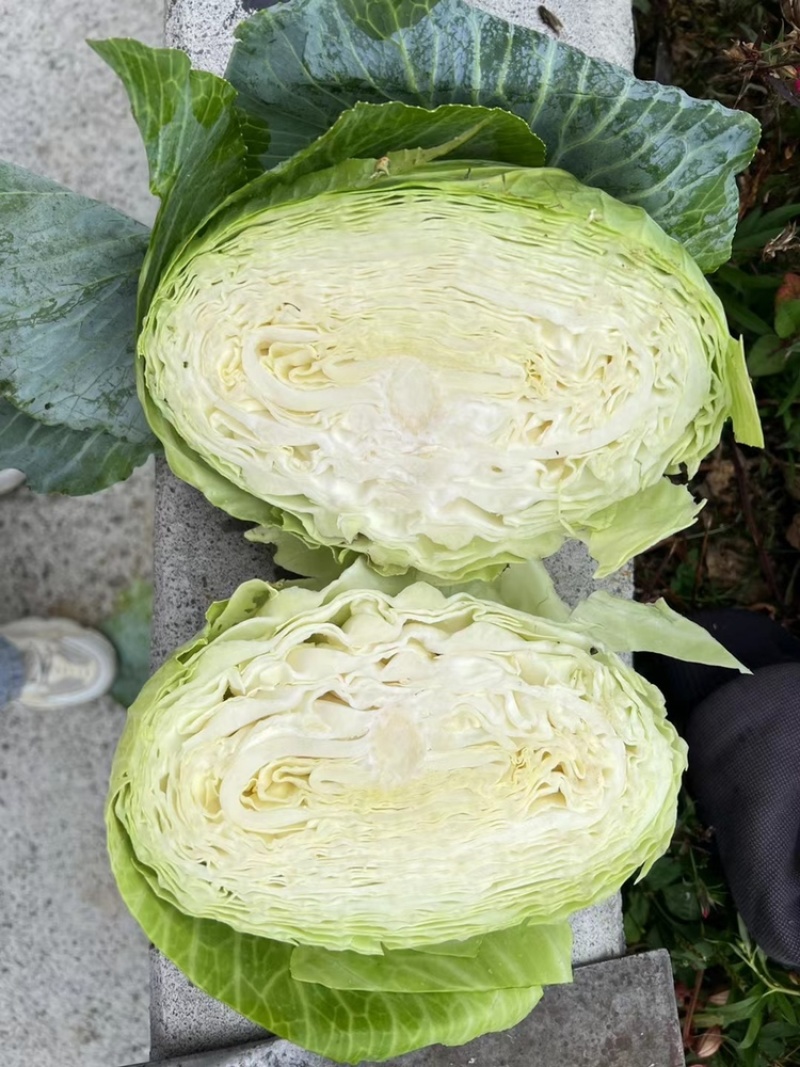连花白松白菜西园京丰需要朋友赶快联系价格便宜