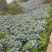 连花白松白菜西园京丰需要朋友赶快联系价格便宜