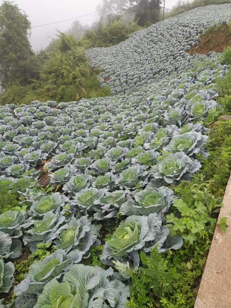连花白松白菜西园京丰需要朋友赶快联系价格便宜