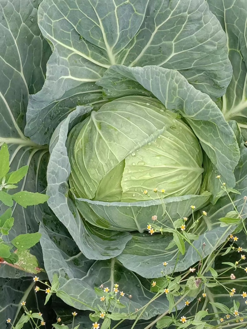 连花白松白菜西园京丰需要朋友赶快联系价格便宜