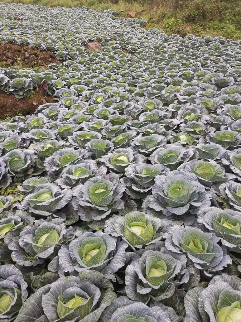 连花白松白菜西园京丰需要朋友赶快联系价格便宜