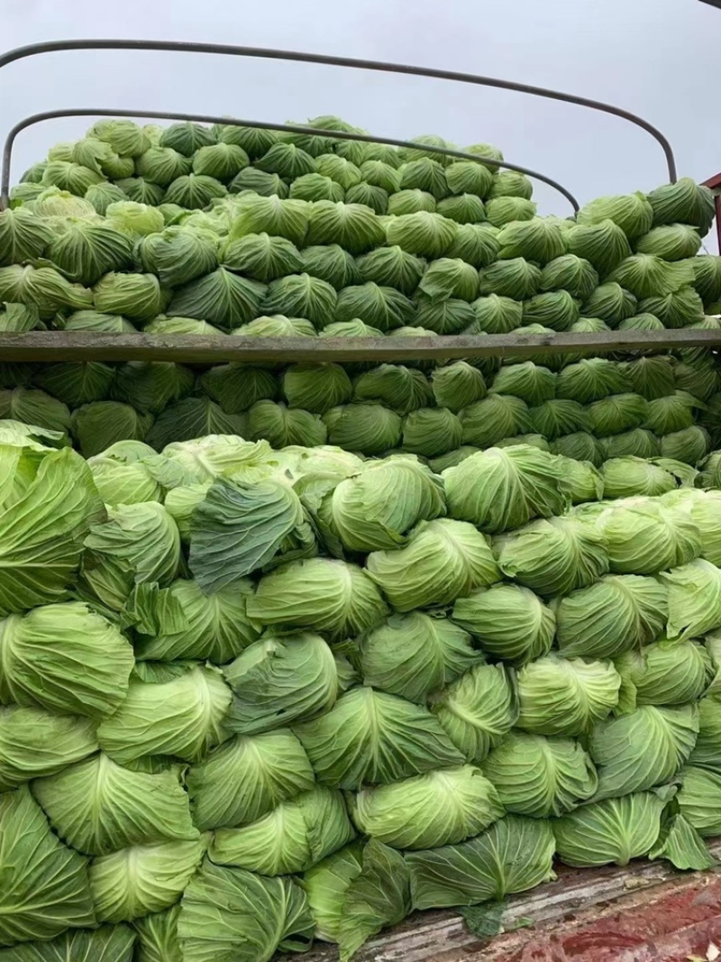 连花白松白菜西园京丰需要朋友赶快联系价格便宜