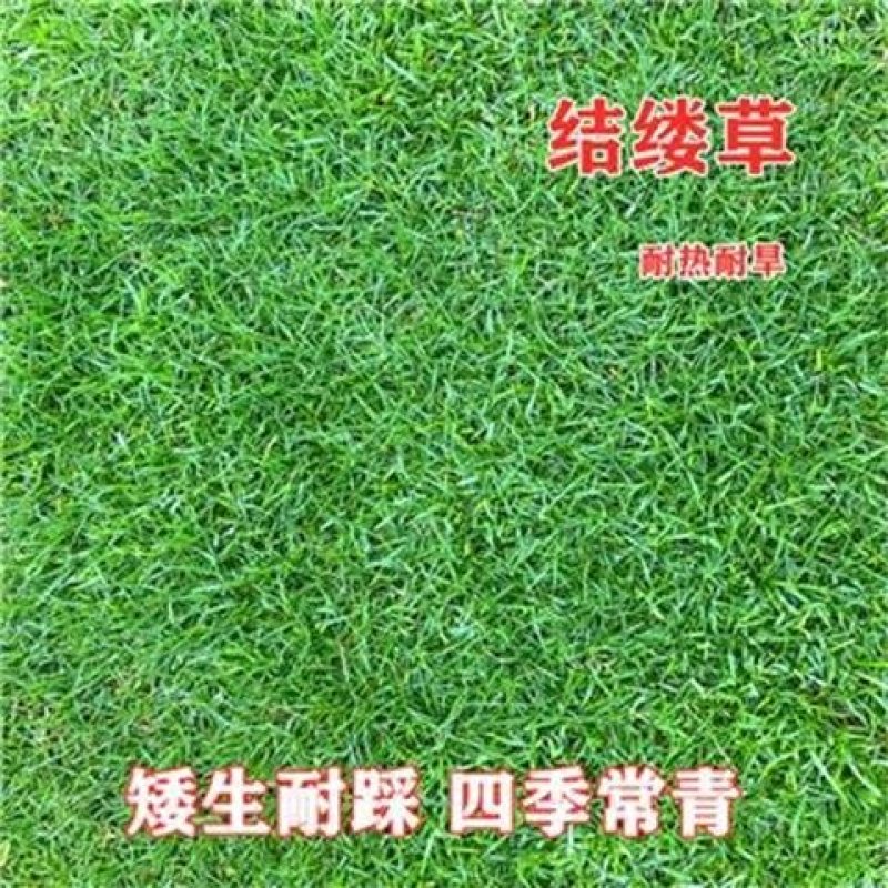 结缕草种子别墅草籽进口草坪耐踏台湾结缕草日本结缕草种子固