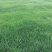 结缕草种子别墅草籽进口草坪耐踏台湾结缕草日本结缕草种子固