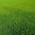 结缕草种子别墅草籽进口草坪耐踏台湾结缕草日本结缕草种子固