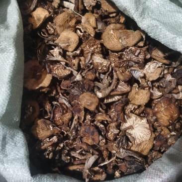 精品去根儿干榛蘑