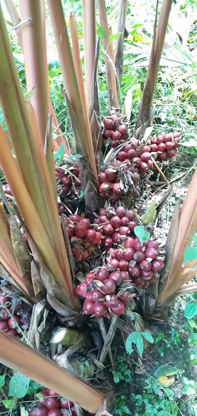 鲜草果