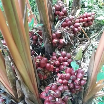 鲜草果