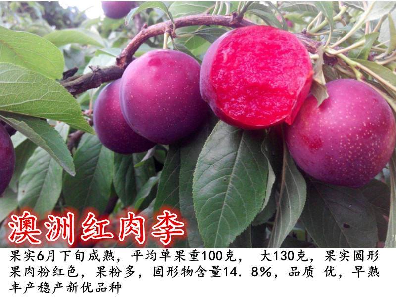 出售四五公分李子树