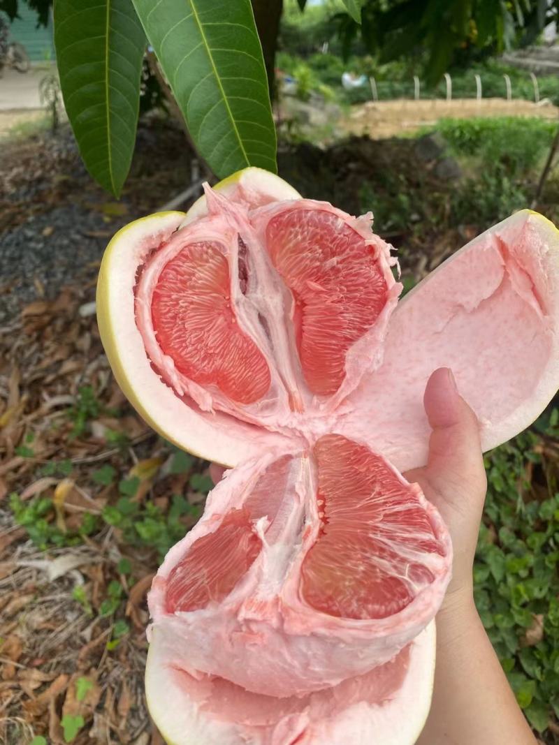 福建正宗平和琯溪蜜柚