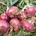 紫美红洋葱种子高产抗病紫红皮羊葱种籽元葱头圆葱种孑蔬菜种