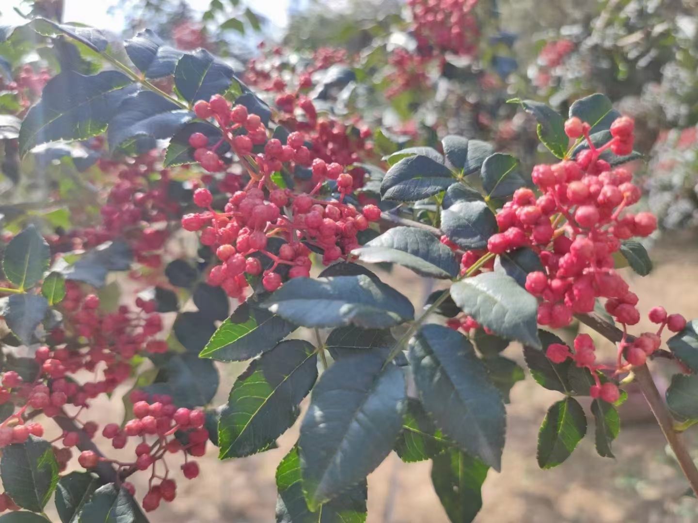 胡椒植株缠绕在支撑藤架上生长,叶片茂密,果实成串 胡椒植株在藤架上生长