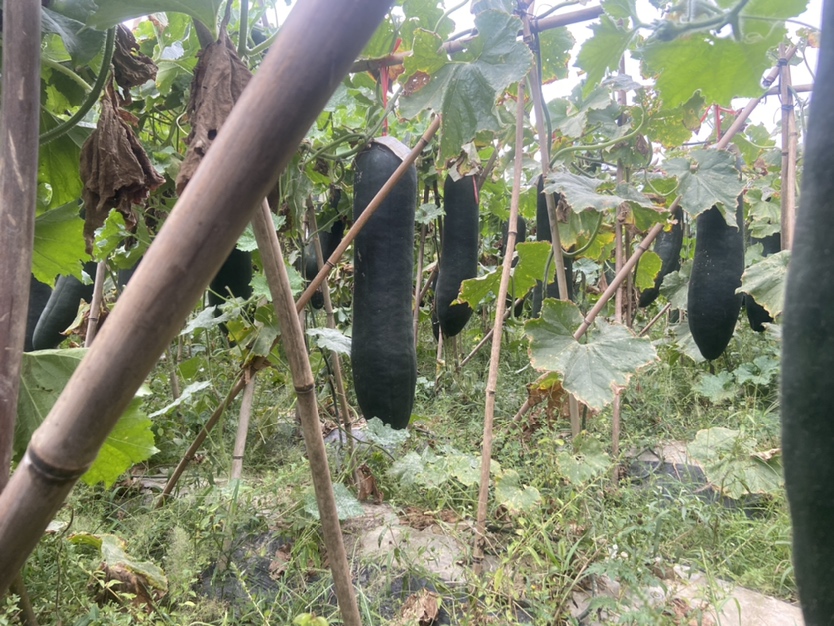 黑皮冬瓜田间种植图