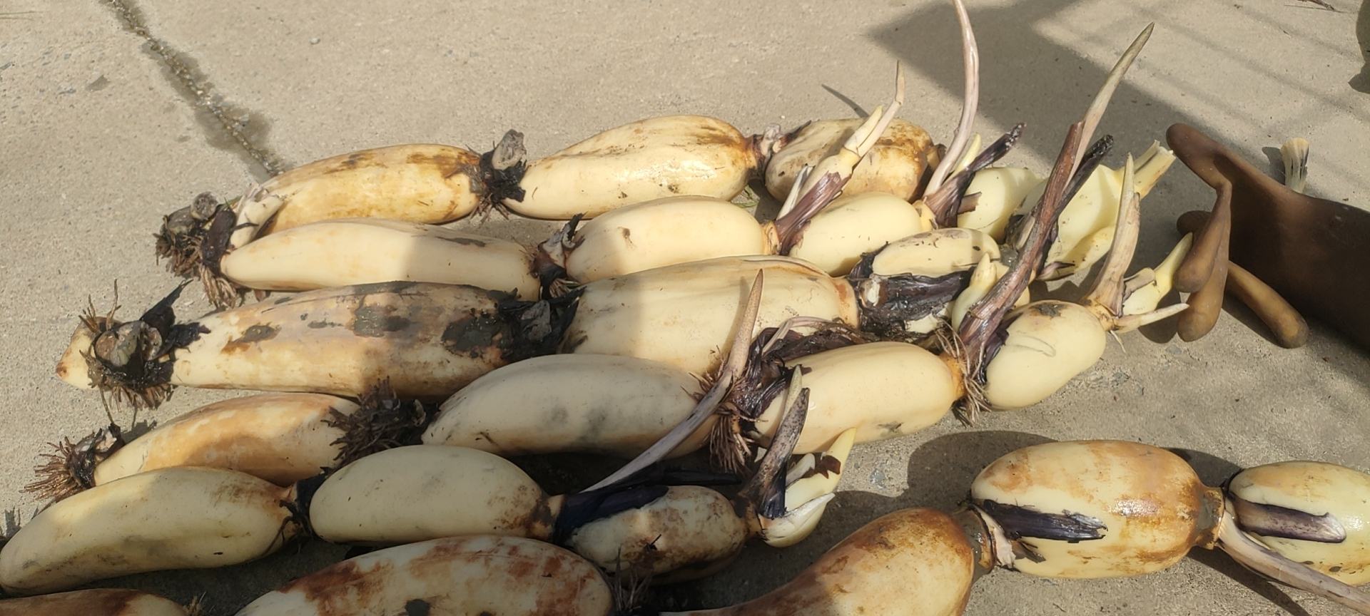 白莲藕与普通莲藕对比图