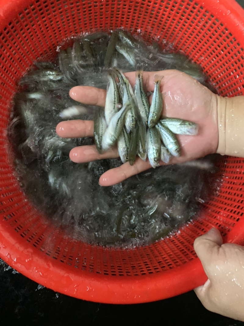 加州鲈鱼苗，品质保证，生长速度快，抗病毒能力强。