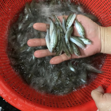 加州鲈鱼苗，品质保证，生长速度快，抗病毒能力强。