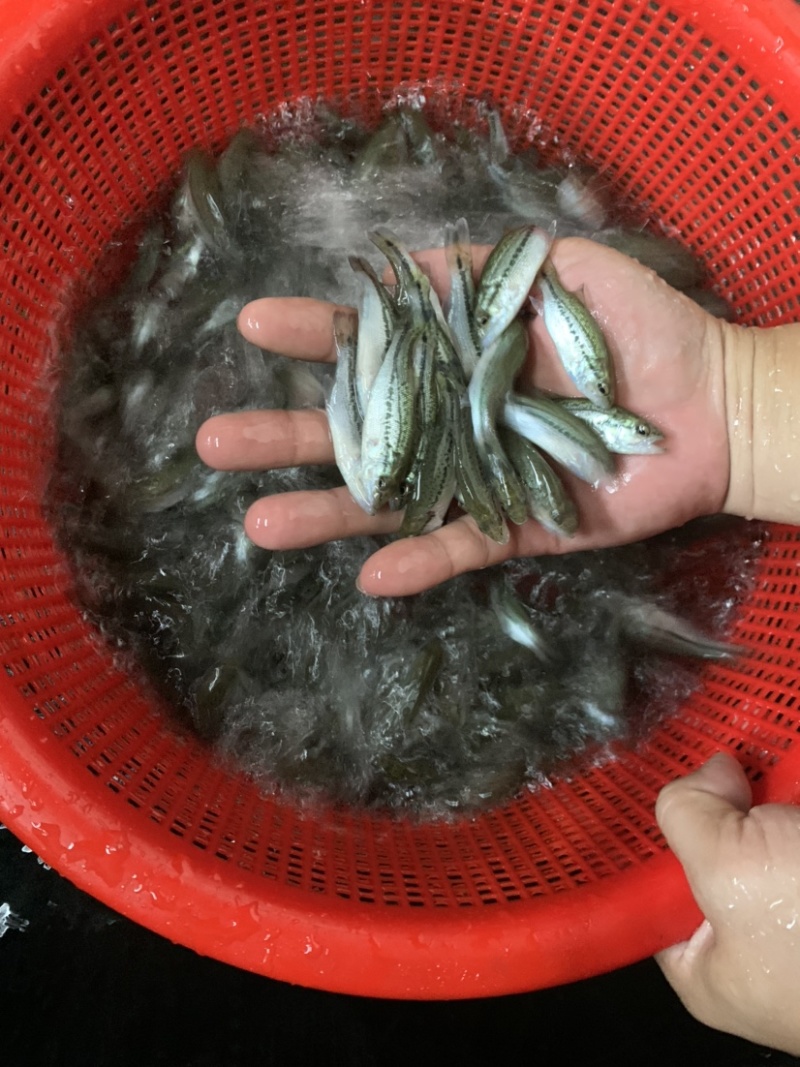 加州鲈鱼苗，品质保证，生长速度快，抗病毒能力强。