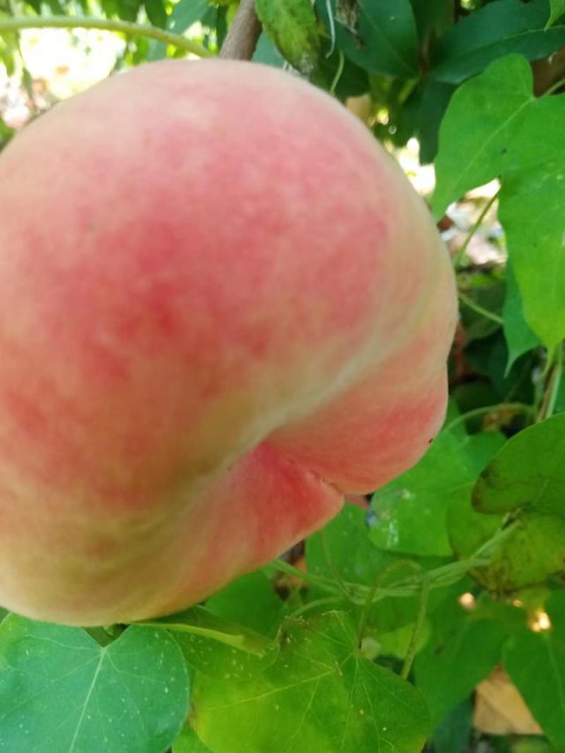 瑞蟠21半斤起步河北蟠桃预计产量20万斤