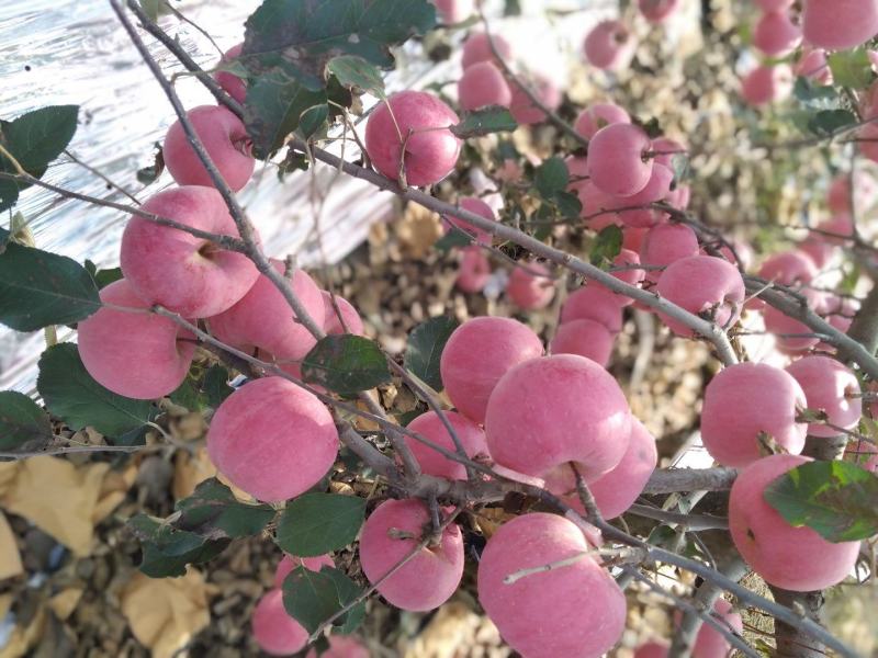 山东苹果和秋月梨
