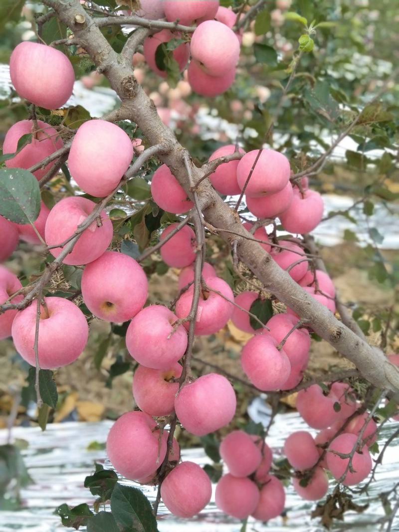 山东苹果和秋月梨