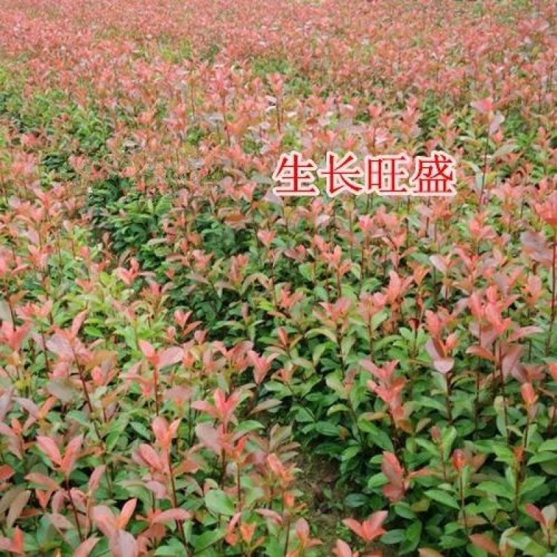 红叶石楠树苗小苗扦插苗红罗宾火焰红绿篱庭院色块四季常青苗