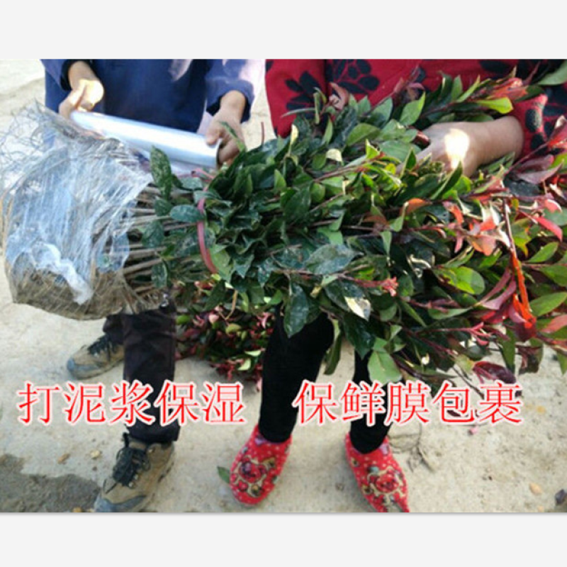 红叶石楠树苗小苗扦插苗红罗宾火焰红绿篱庭院色块四季常青苗