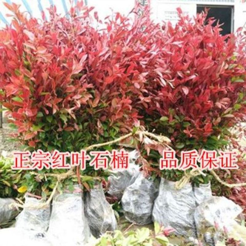 红叶石楠树苗小苗扦插苗红罗宾火焰红绿篱庭院色块四季常青苗